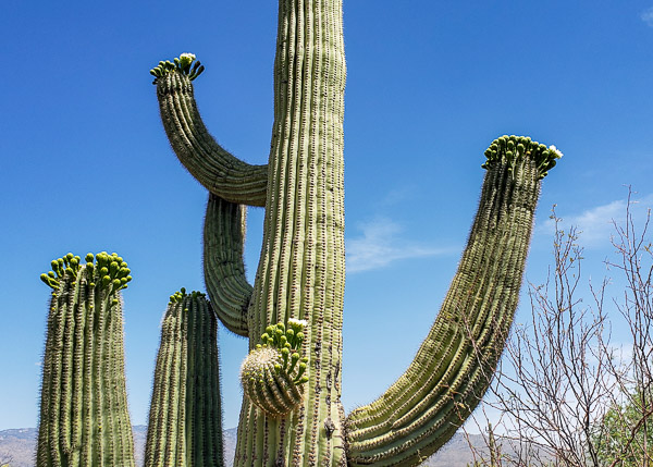 Saguaro National Park, Arizona